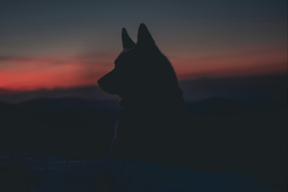 Which Animal Would I Compare Myself To and Why?